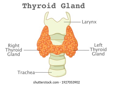 Thyroid gland, two side lobes larynx, trachea. The main hormone is thyroxine, also called T4. Explanations. White background. Medical Illustration vector