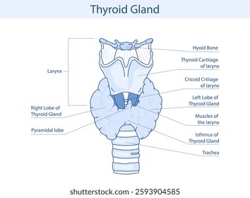 Thyroid gland vector illustration. Human endocrine system. Medical vector illustration of internal organs.
