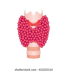 Thyroid gland vector illustration on white background. Human body organs anatomy icon. Medical concept. 