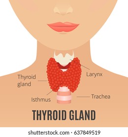 Thyroid gland vector illustration. Thyroid gland and trachea shown on a silhouette of a woman. Body anatomy sign. Human endocrine system. Medical internal organ vector illustration.