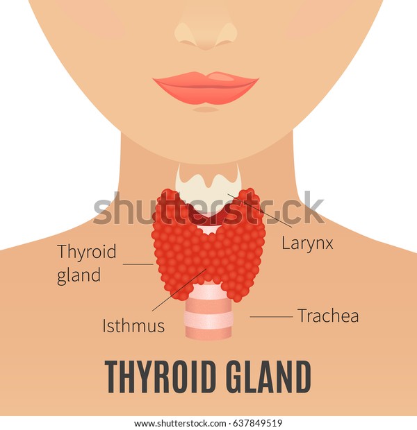 甲状腺のベクター画像イラスト 甲状腺と気管が女性のシルエットに映し出されている 身体解剖学の記号 ヒトの内分泌系 医療内臓のベクター画像イラスト のベクター画像素材 ロイヤリティフリー