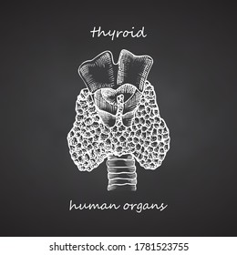 Tiroides. Icono dibujado a mano aislado en el fondo negro de la pizarra Órganos internos humanos. Estilo EngravingSketch. Diseño para proyectos médicos, póster Patología, enfermedad, tratamiento Ilustración vectorial