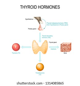 Thyroid Hormones Human Endocrine System Vector Stock Vector (Royalty ...