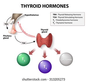 thyroid hormones. Human endocrine system.