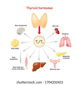 Thyroid Hormones. Regulation of vital Functions of body. Vector illustation