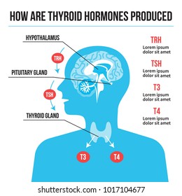 Thyroid hormones system vector illustration. Human body silhouette with brain and hormones produced by the thyroid gland.