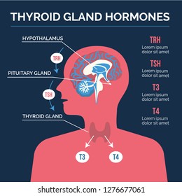 Thyroid hormones system vector illustration. Human body silhouette with brain and hormones produced by the thyroid gland.