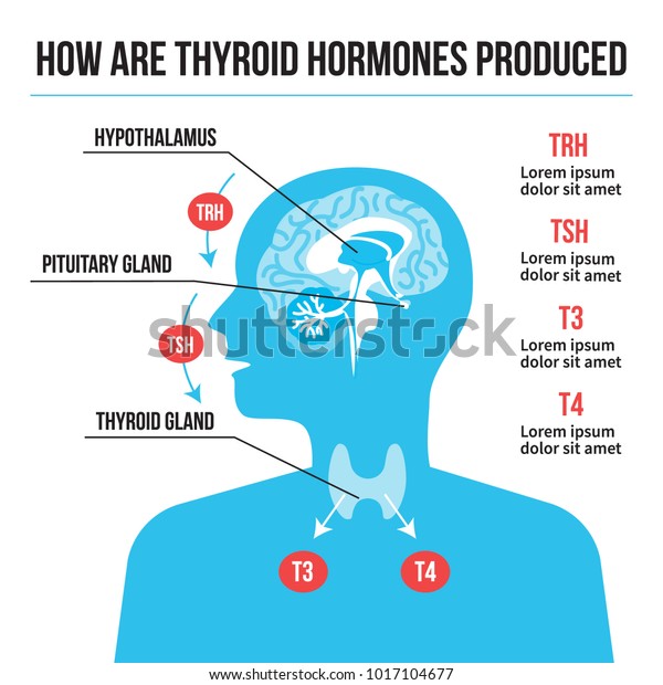 甲状腺ホルモン系のベクターイラスト 甲状腺が作り出す脳とホルモンによる人体のシルエット のベクター画像素材 ロイヤリティフリー
