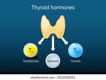 Thyroid hormones. Thyroxine or T4, Triiodothyronine or T3, and Calcitonin. Close-up of a Thyroid gland. Human Endocrine system. Isometric flat illustration. Vector poster