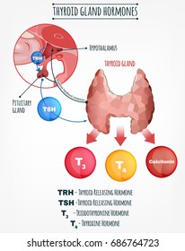 Thyroid hormones vector image. Human endocrine system. Anatomical infographic.