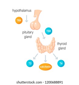 Thyroid hormones. Vector medical illustration in flat style