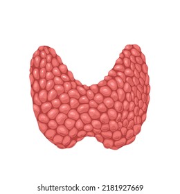 Thyroid, human internal organ of endocrine system vector illustration. Cartoon isolated two lobes of thyroid gland in neck, model with follicles for study of anatomy, diseases in endocrinology