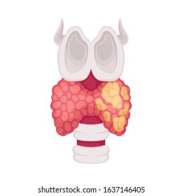 Thyroid Human Organ Isolated on White Background Vector Educational Image
