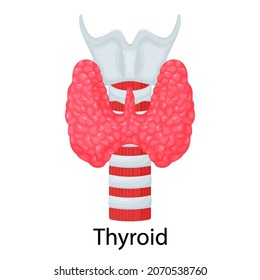 Thyroid. Human organ isolated on white background. Vector illustration. Flat design