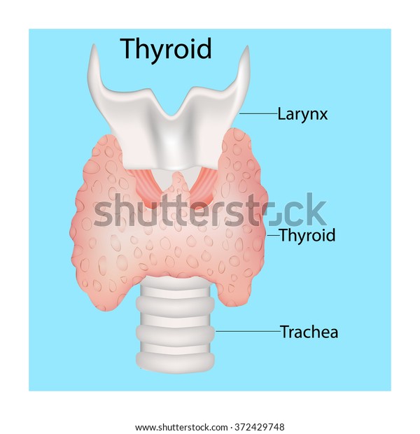 Thyroid Medical Infographics Human Thyroid Gland Stock Vector (Royalty ...