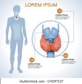 Thyroid. Modern medical infographics. Internal organs in a human body. Anatomy of people