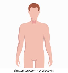 Thyroid on man body silhouette vector medical illustration isolated on white background. Human inner organ placed in bady infographic elements in flat design.
