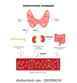 Thyroid and parathyroid gland anatomical poster. PTH producing. Endocrinology clinic concept. Human endocrine system isolated flat vector illustration. Medical poster for hospital or education