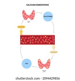 Cartel anatómico de la glándula tiroidea y paratiroidea. Producción de PTH y calcitonina. Concepto de clínica endocrinológica. Sistema endocrino humano aislado de ilustración vectorial plana. Afiche médico para el hospital