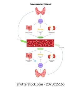 Cartel anatómico de la glándula tiroidea y paratiroidea. Producción de PTH y calcitonina. Concepto de clínica endocrinológica. Sistema endocrino humano aislado de ilustración vectorial plana. Afiche médico para el hospital
