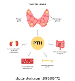 Thyroid Parathyroid Gland Anatomical Poster Pth Stock Vector (royalty 