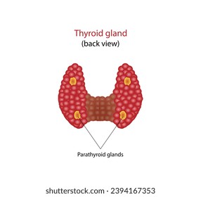 Thyroid and parathyroid gland. Anatomy anterior and posterior view of thyroid gland. hypothyroidism vs hyperthyroidism. Vector illustration isolated on white background. 