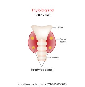 Thyroid and parathyroid gland. Anatomy back view of thyroid gland. hypothyroidism vs hyperthyroidism. Vector illustration isolated on white background.