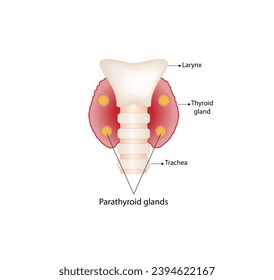 Thyroid and parathyroid gland. Anatomy back view of thyroid gland. hypothyroidism vs hyperthyroidism. Vector illustration isolated on white background.
