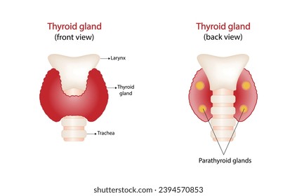 Thyroid and parathyroid gland. Anatomy front and back view of thyroid gland. hypothyroidism vs hyperthyroidism. Vector illustration isolated on white background.