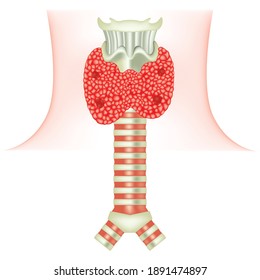 Thyroid and parathyroid glands. Respiratory and endocrine system anatomy. Bronchi. Vector illustration.