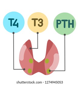 Thyroid, parathyroid and hormones 