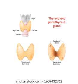 Thyroid, And Parathyroids Glands Front And Back View On White Background. Thyroid, Trachea And Larynx.  Vector Diagram. Medical Illustration.