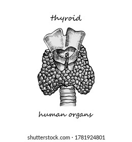 Thyroid structure and parts Hand-drawn icon isolated on white background Human internal organs Engraving sketch style Design for medical project poster Pathology disease, treatment Vector illustration