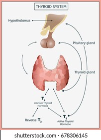Thyroid system infographics. Detailed vector illustration in light colours isolated on a white background. Structures and functions of endocrine system. Informative medical image.