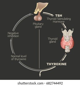 Thyroid system infographics. Detailed vector illustration in light colours isolated on a dark grey background. Structures and functions of endocrine system. Informative medical image.