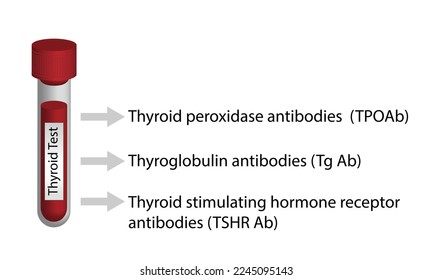 Prueba de tiroides glándula tiroidea.  Tiroglobulina, Peroxidasa tiroidea y anticuerpos frente a receptores hormonales estimulantes de tiroides. Hipotiroidismo e hipertiroidismo. Endocrinología, Autoinmune. Ilustración vectorial.