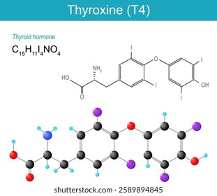 Thyroxine molecule. Molecular chemical structural formula and model of T4. Thyroid hormone. Skeletal formula and Ball-and-stick model of Thyroxine. Human endocrine system. Vector illustration