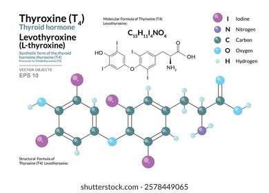 Thyroxine T4 Thyroid Hormone. Levothyroxine or L-thyroxine. Structural Chemical Formula and 3d Model of Molecule. C15H11I4NO4. Atoms with Color Coding. Vector graphic Illustration for scientific works