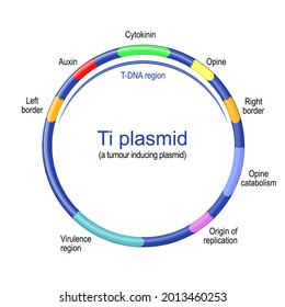 Ti plasmid structure. tumour inducing plasmid founds in pathogenic species of Agrobacterium. Vector illustration