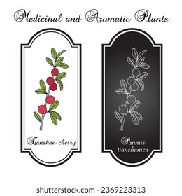 Tianshan cherry (Prunus tianshanica), edible and medicinal plant. Hand drawn botanical vector illustration