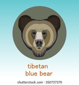 Tibetan blue bear.Face flat icon design. Animal icons series.