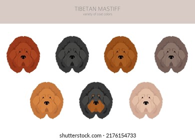 Tibetan mastiff clipart. Different poses, coat colors set.  Vector illustration