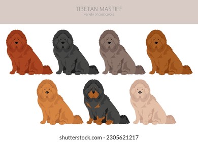 Tibetan mastiff clipart. Different poses, coat colors set.  Vector illustration