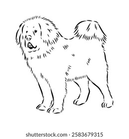 Tibetan Mastiff dog hand drawn sketch. Rare purebred dog illustration.