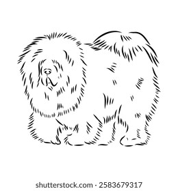 Tibetan Mastiff dog hand drawn sketch. Rare purebred dog illustration.