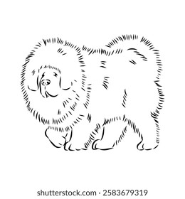 Tibetan Mastiff dog hand drawn sketch. Rare purebred dog illustration.