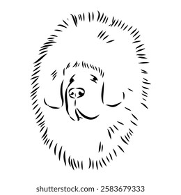 Tibetan Mastiff dog hand drawn sketch. Rare purebred dog illustration.