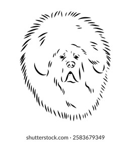 Tibetan Mastiff dog hand drawn sketch. Rare purebred dog illustration.