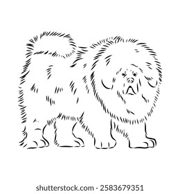 Tibetan Mastiff dog hand drawn sketch. Rare purebred dog illustration.