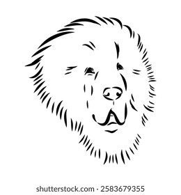 Tibetan Mastiff dog hand drawn sketch. Rare purebred dog illustration.